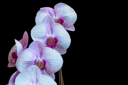 Pink phalaenopsis orchid flower, isolated on black background