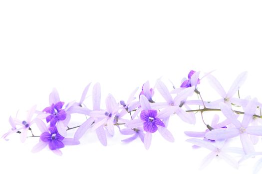 Purple vine flower, Sandpaper Vine or Purple Wreath (Petrea volubilis. Linn.), isolated on white background