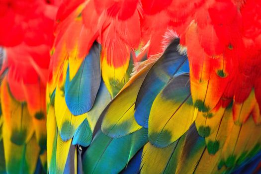 Beautiful bird feathers, Scarlet Macaw feathers pattern background