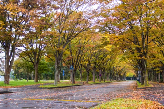 Tunnel from trees growing and road path