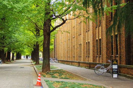 Bicycle parking near the building with tree