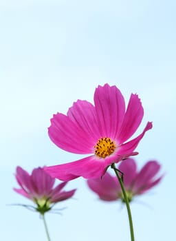 Close up pink cosmos flowers in the garden