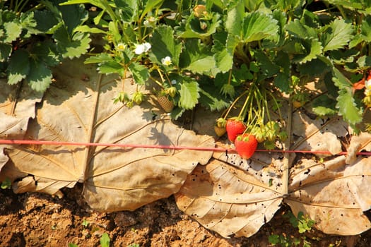 Agriculture farm of strawberry field in Thailand