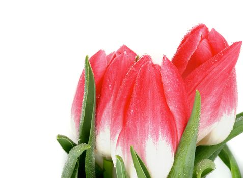 Three Spring Magenta Tulips with Leafs and Water Drops isolated on white background