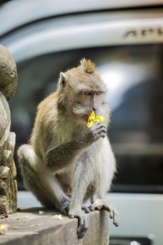 Monkey at Sacred Monkey Forest, Ubud, Bali, Indonesia