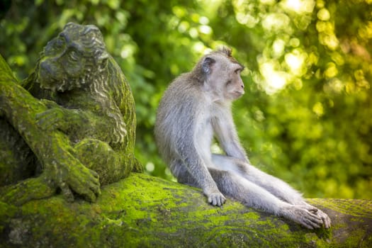 Monkey at Sacred Monkey Forest, Ubud, Bali, Indonesia