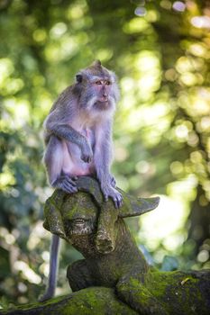 Monkey at Sacred Monkey Forest, Ubud, Bali, Indonesia