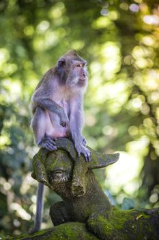 Monkey at Sacred Monkey Forest, Ubud, Bali, Indonesia