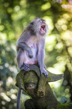 Monkey at Sacred Monkey Forest, Ubud, Bali, Indonesia