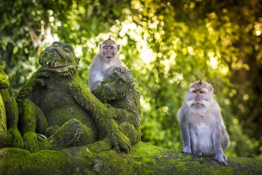 Monkey at Sacred Monkey Forest, Ubud, Bali, Indonesia