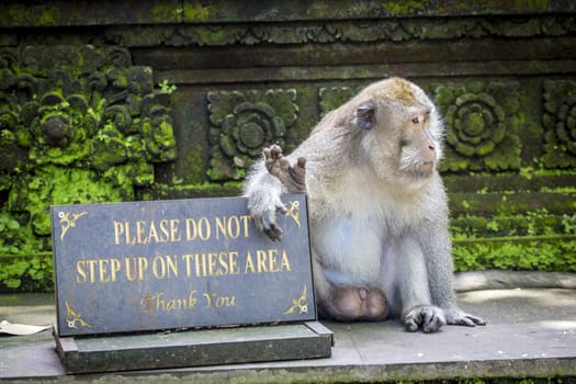 Monkey at Sacred Monkey Forest, Ubud, Bali, Indonesia