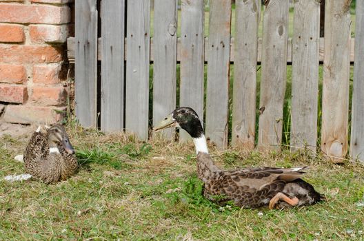 couple of indian runner duck