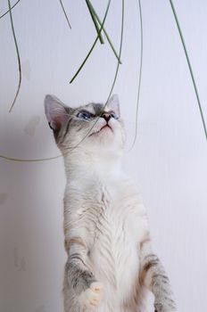 kitten standing