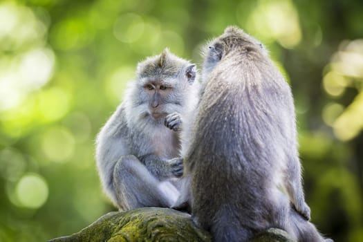 Monkey at Sacred Monkey Forest, Ubud, Bali, Indonesia