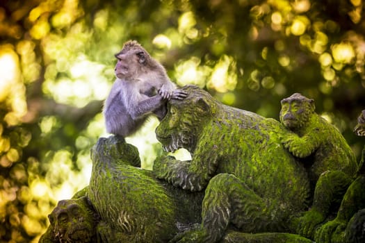 Monkey at Sacred Monkey Forest, Ubud, Bali, Indonesia