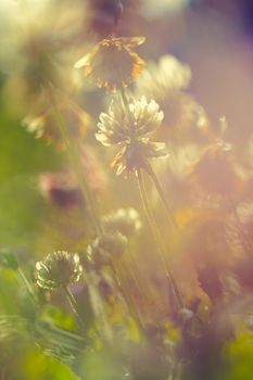 Soft macro picture of wildflowers vintage style