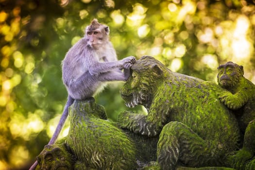 Monkey at Sacred Monkey Forest, Ubud, Bali, Indonesia