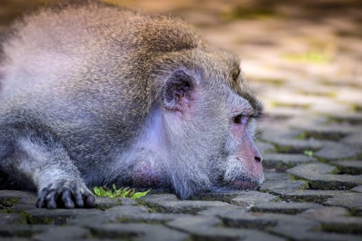 Monkey at Sacred Monkey Forest, Ubud, Bali, Indonesia