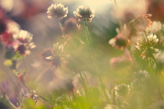 Soft macro picture of wildflowers vintage style