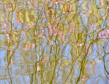 Tree in bloom reflection on the water surface