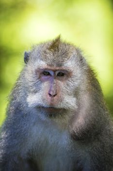 Monkey at Sacred Monkey Forest, Ubud, Bali, Indonesia