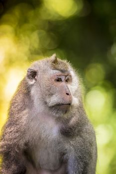 Monkey at Sacred Monkey Forest, Ubud, Bali, Indonesia