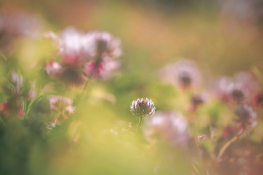 Soft macro picture of wildflowers vintage style