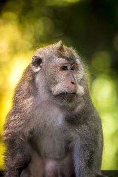 Monkey at Sacred Monkey Forest, Ubud, Bali, Indonesia