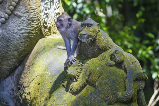 Monkey at Sacred Monkey Forest, Ubud, Bali, Indonesia