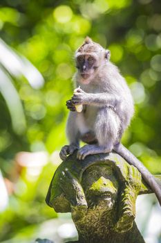 Monkey at Sacred Monkey Forest, Ubud, Bali, Indonesia