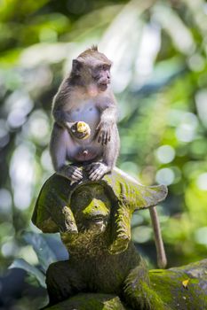 Monkey at Sacred Monkey Forest, Ubud, Bali, Indonesia