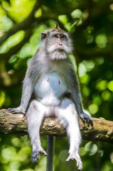 Monkey at Sacred Monkey Forest, Ubud, Bali, Indonesia