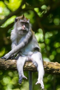 Monkey at Sacred Monkey Forest, Ubud, Bali, Indonesia