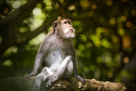 Monkey at Sacred Monkey Forest, Ubud, Bali, Indonesia