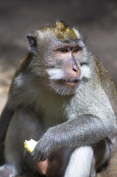 Monkey at Sacred Monkey Forest, Ubud, Bali, Indonesia