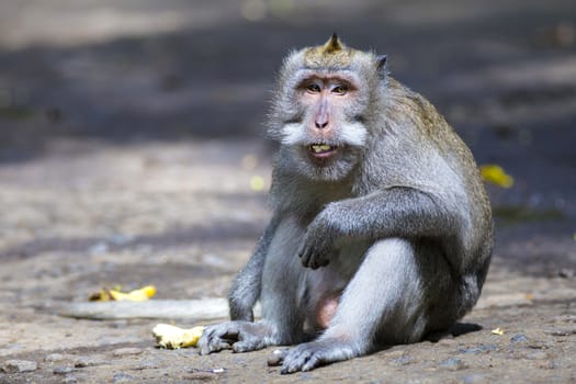 Monkey at Sacred Monkey Forest, Ubud, Bali, Indonesia