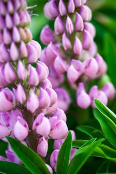 Purple flowers of the lupine (Lupinus). Close up.