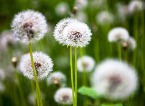 Dandelion flowers with globular heads of seeds.