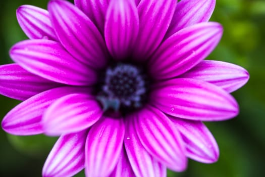 Close up of the purple osteospermum flower.