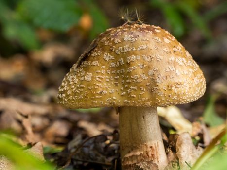 Closeup of wild, brown, spotted mushroom