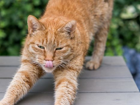 Orange female cat stretches with tongue on nose