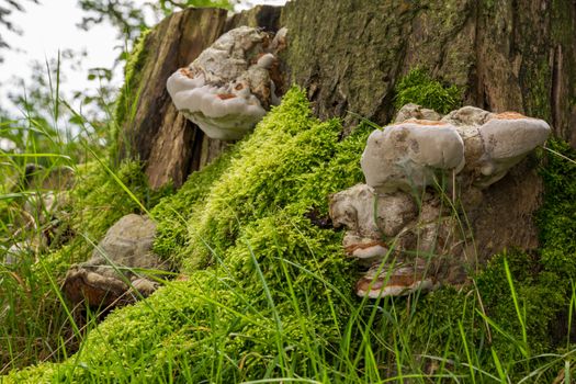 Large mushrooms on side of old tree stump