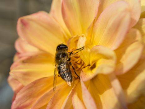 Bee sitting on a yellow Dahlia Flower