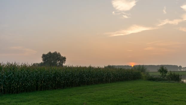 Sunset over Dutch landscape with corn field