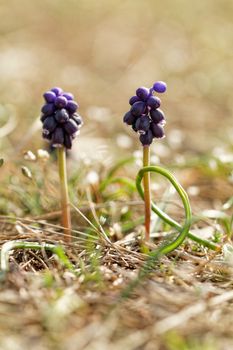 Beautiful purple flower at spring in the meadow