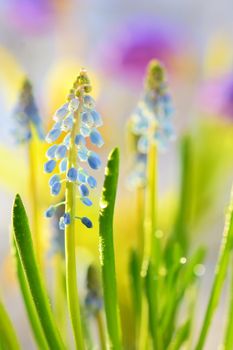Muscari neglectum flowers in the spring garden