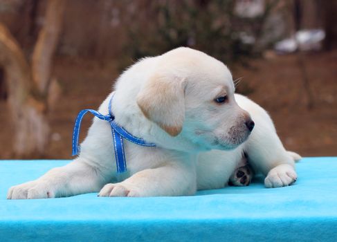 a yellow labrador puppy laying on blue background