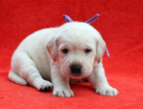 the nice yellow labrador puppy sitting on red background