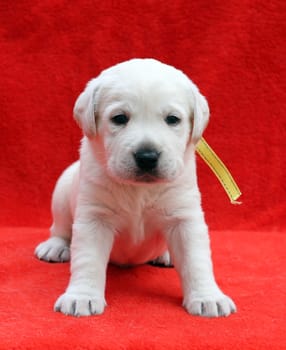 a nice yellow labrador puppy sitting on red background