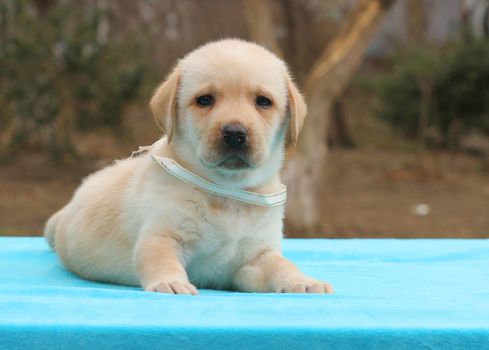 a little yellow labrador puppy laying on the blue background